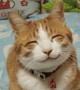Sorrisi