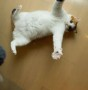 Abbracci