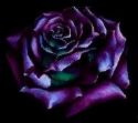 purple rose