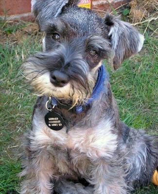 schnauzer