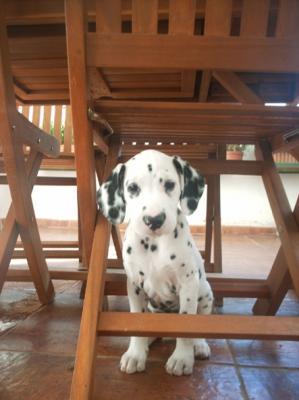 dalmata