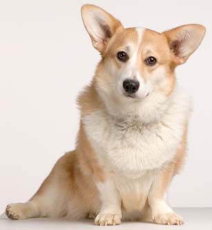 corgi