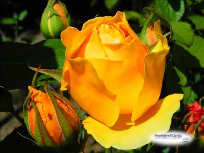 rose