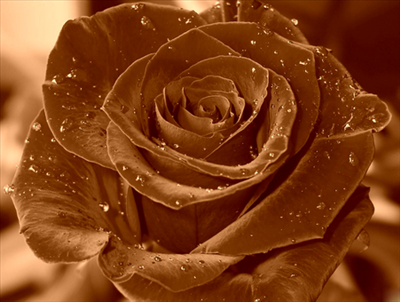 rose