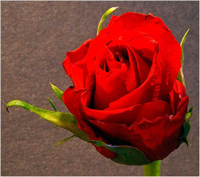 rose