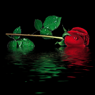 rose