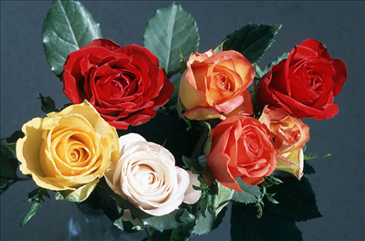 rose