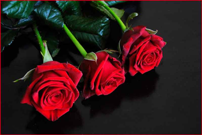 rose