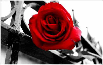 rose