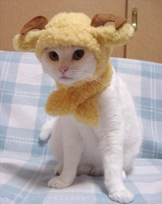 Sweet Cat