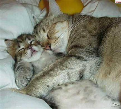 Moyen de dormir tranquille?lol