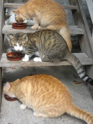 A la soupe!! ^^