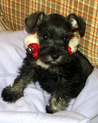 yavru melez köpek :D