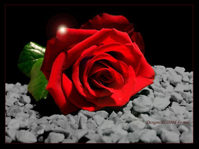 have a nice day