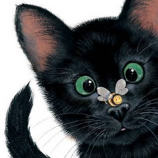 miaoooo