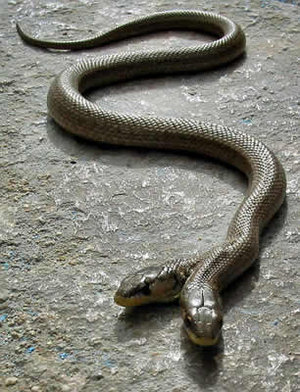 A Creepy-two-headed snake
