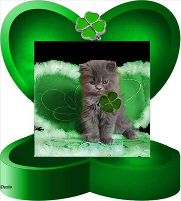 şirin kedi