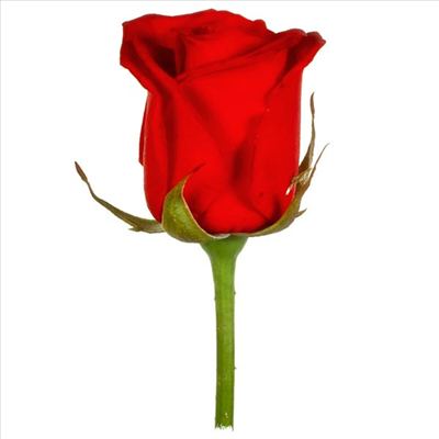 Red Rose