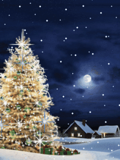 sapin ciel 