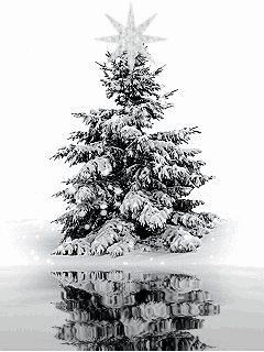 sapin blanc