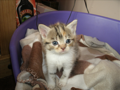 to see the kitten
