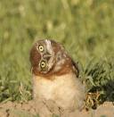 owl