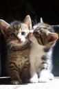 Un baiser 