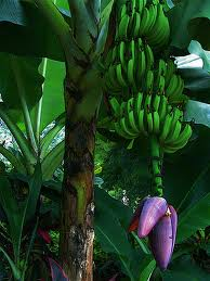banana