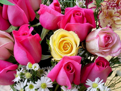 Belles roses