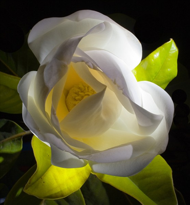 white flower