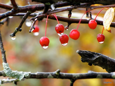 red berry