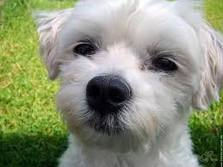 Chien