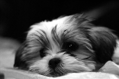 Anjing Imoets