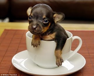 Little Chihuahua Dog