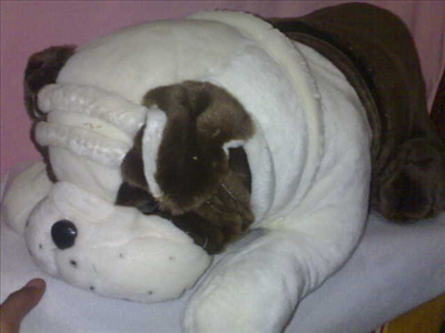 BullDog
