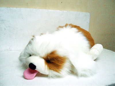 Anjing Lucu!!