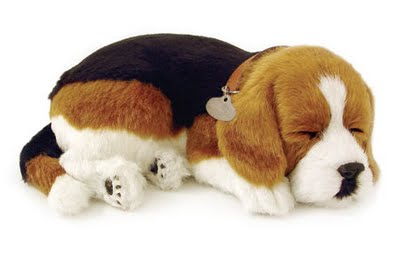 Beagle Dog