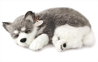 Nice Dog