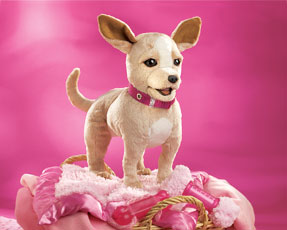 Cihuahua Dog