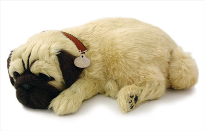 Anjing Pug