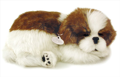 Beautiful Dog