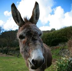 DoNkeY