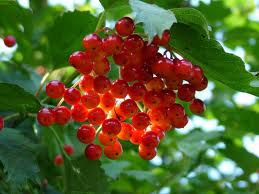 Berries