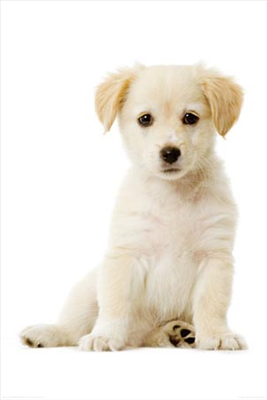 cute dog