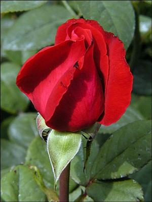 red rose