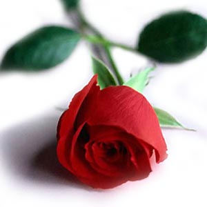single rose