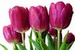 Beautiful tulips