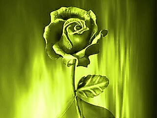 rose
