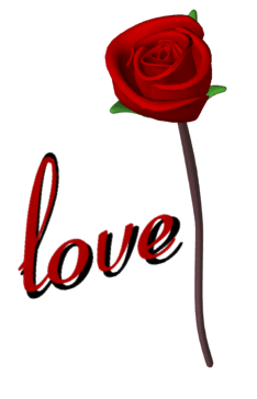 red rose