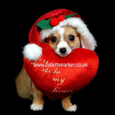 Noel Köpekcik